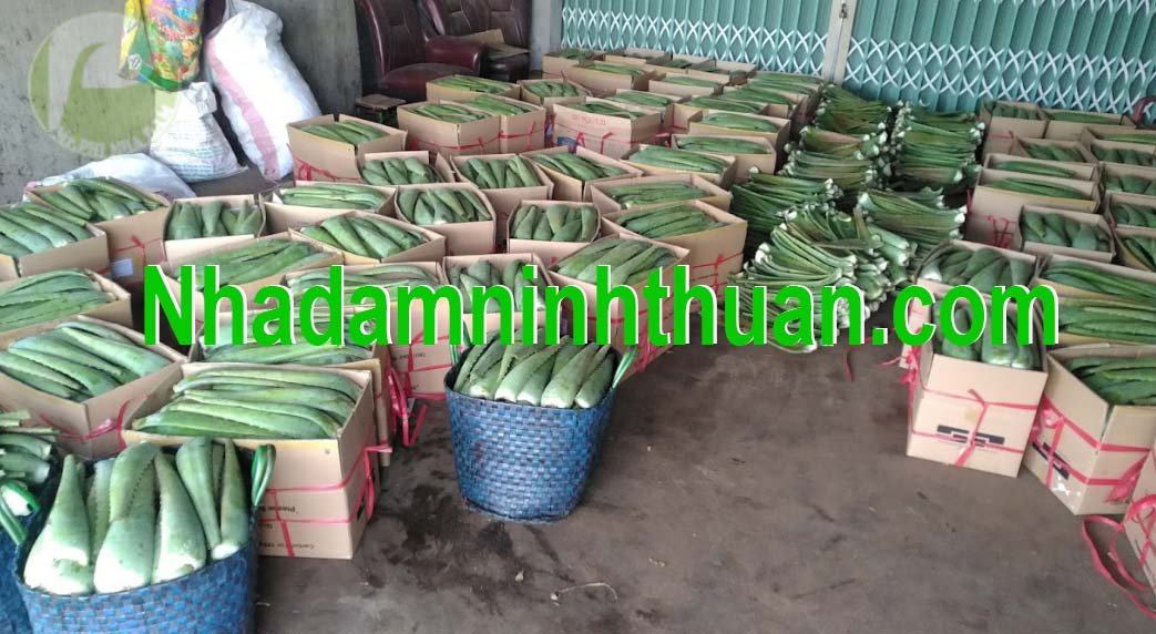 Đóng hàng lá Nha Đam thái hcm