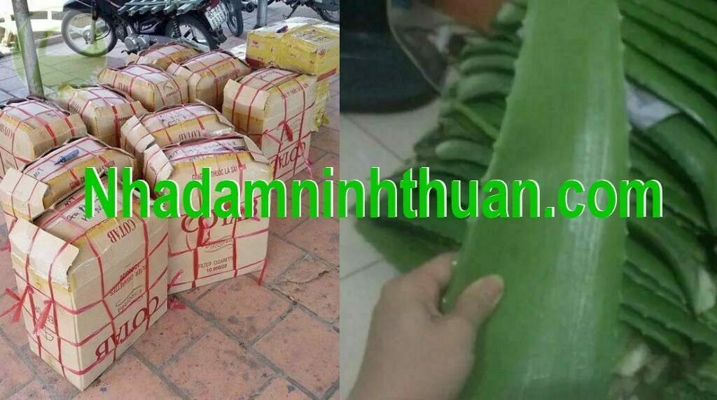 Lá Nha Đam Giống Thái