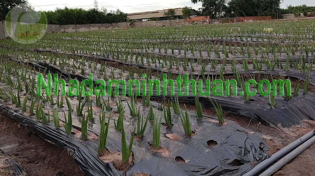 Vườn Cây Nha Đam Giống Thái Tại Bình Phước