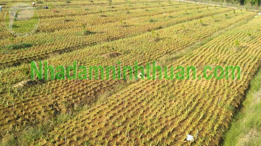 Vườn Cây Nha Đam Giống Thái Tại Đồng Nai