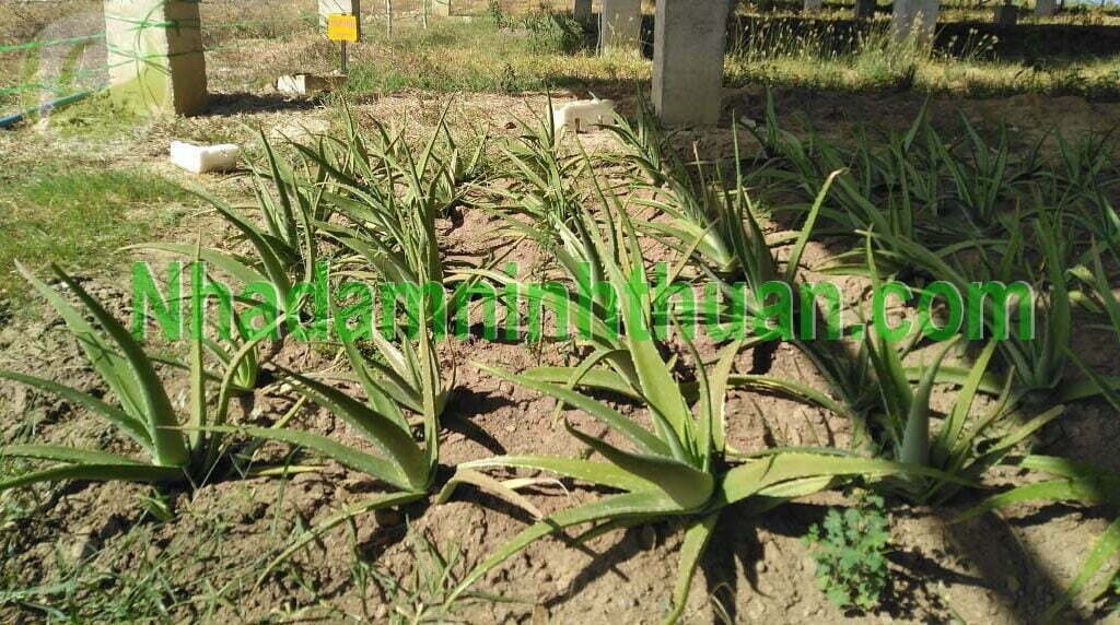 Vườn Cây Nha Đam Giống Thái Tại Nhà áp mái điện mặt trời