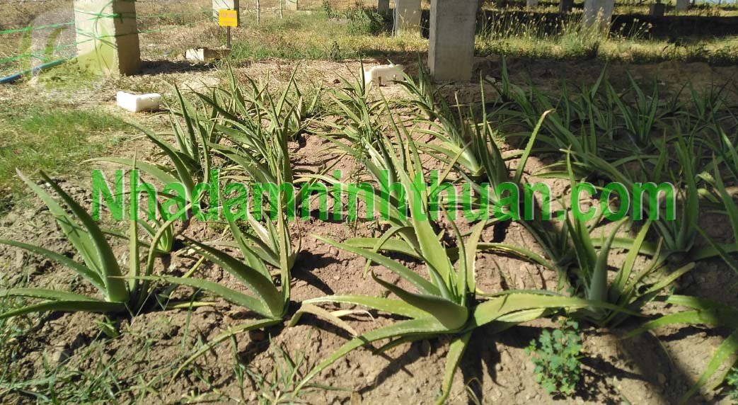 Vườn Cây Nha Đam Giống Thái Tại Nhà áp mái điện mặt trời