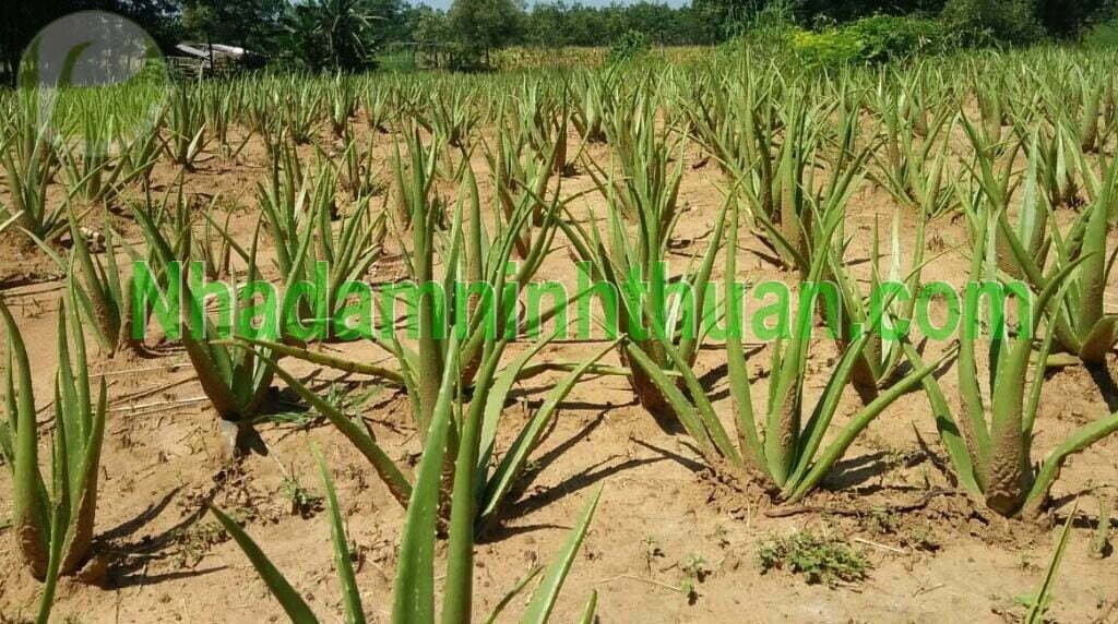 Vườn Cây Nha Đam Giống Thái Tại Vũng Tàu