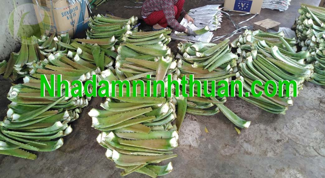 hàng lá Nha Đam thái lên báo hcm 1