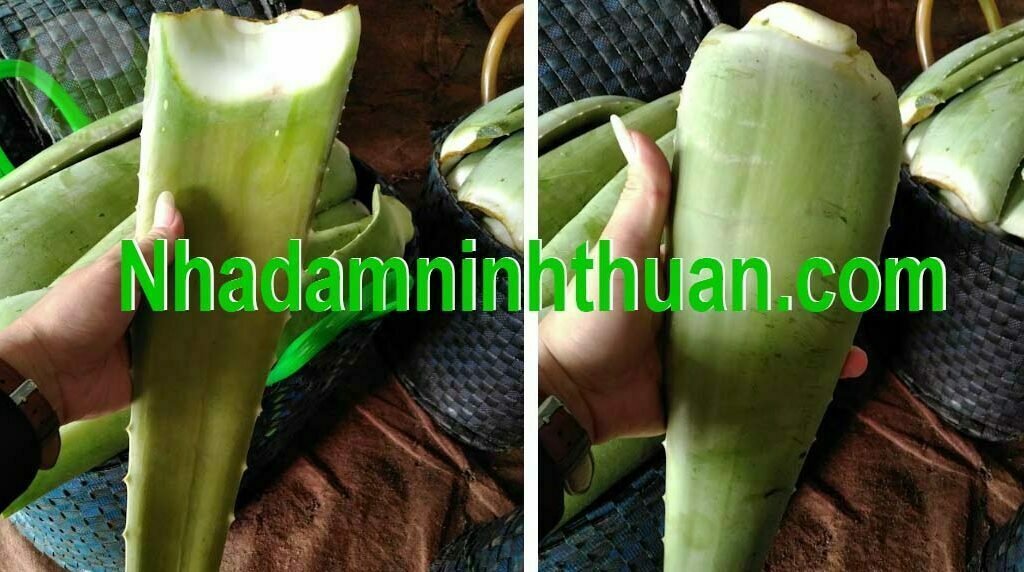hàng lá Nha Đam thái tuyển chọn hàng chợ 1
