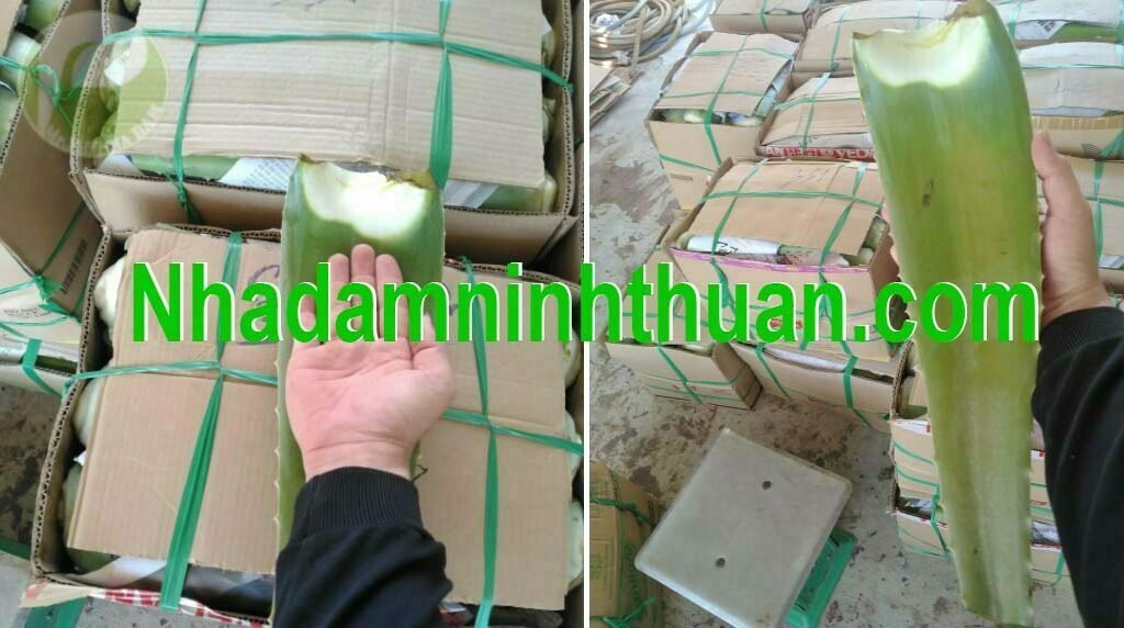 Lá nha đam hàng chợ