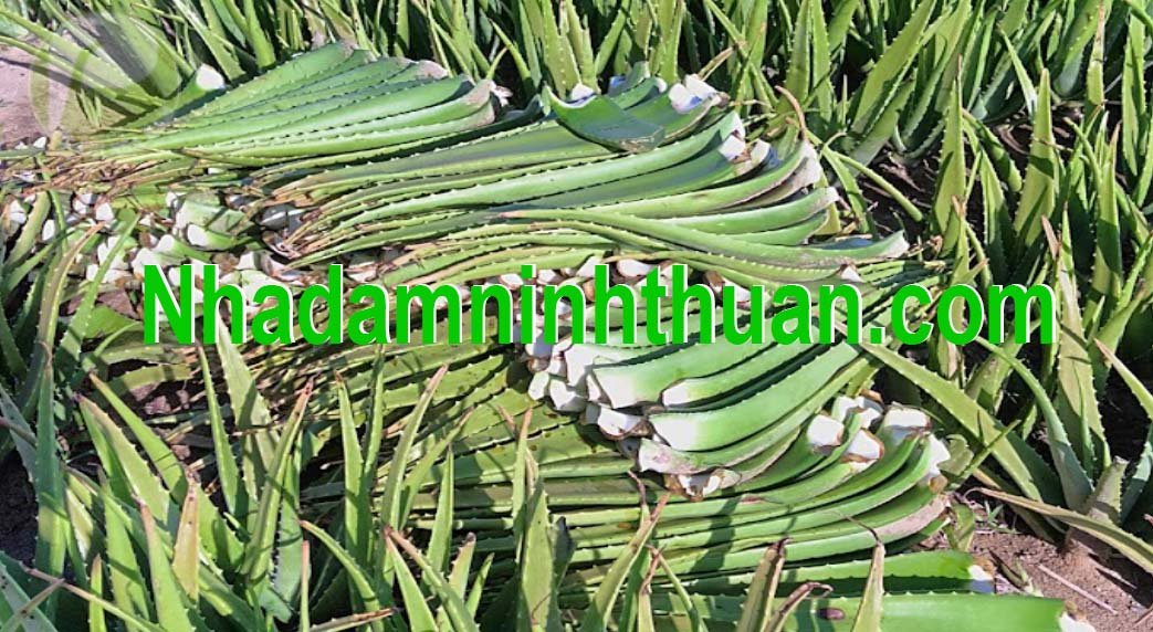 hàng lá Nha Đam thái tuyển chọn hàng chợ 3