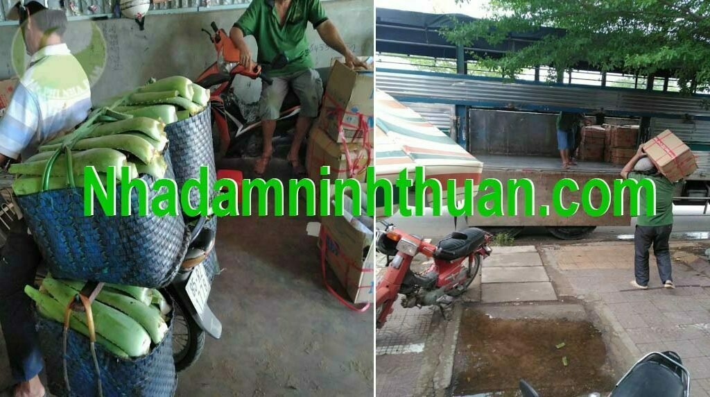 hàng lá Nha Đam thái tuyển chọn hàng chợ 5