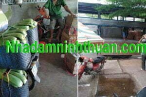 hàng lá Nha Đam thái tuyển chọn hàng chợ 5