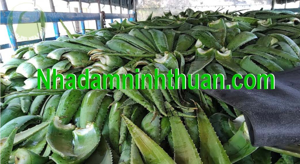 hàng lá Nha Đam thái tuyển chọn hàng chợ 6