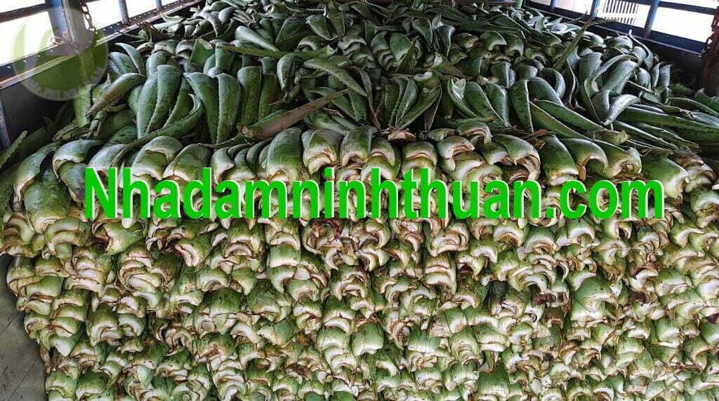 hàng lá Nha Đam thái tuyển chọn hàng chợ 7