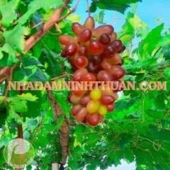 Alternative view of Nho Đỏ Ninh Thuận