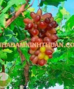 Alternative view of Nho Đỏ Ninh Thuận