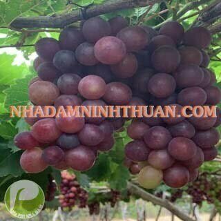 Nho Đỏ Ninh Thuận - Ảnh 3