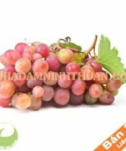Nho Đỏ Ninh Thuận