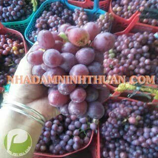 Nho Đỏ Ninh Thuận - Ảnh 4