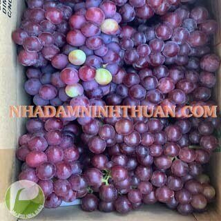 Nho Đỏ Ninh Thuận - Ảnh 5