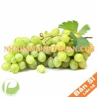Nho Xanh Ninh Thuận