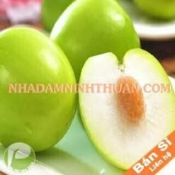 Táo Gió Ninh Thuận