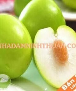 Táo Gió Ninh Thuận