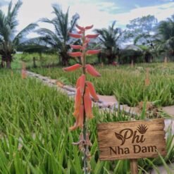 Bông Nha Đam Thái 2