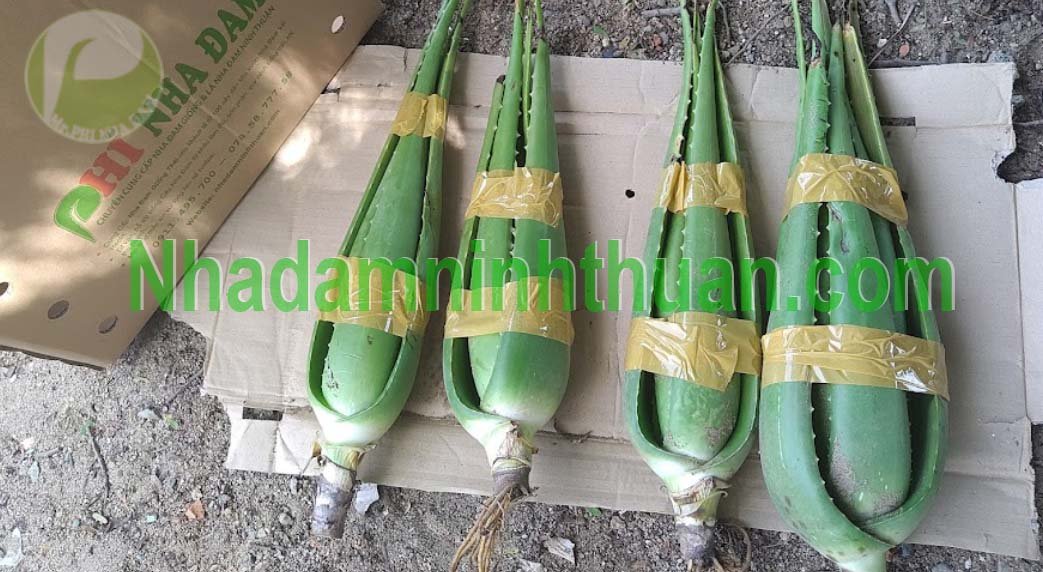 Cây Nha Đam Giống Thái lớn từ 6 tháng tuổi trở lên