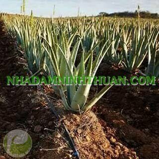 Trồng Nha Đam Thái Quy Mô Từ 1 Hecta Trở Lên - Ảnh 20