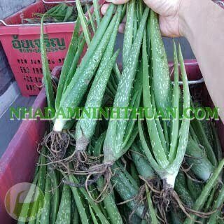 Trồng Nha Đam Thái Quy Mô Từ 1 Hecta Trở Lên - Ảnh 7