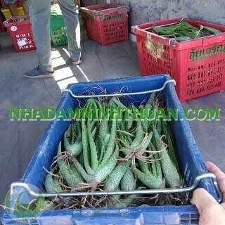 Nha Đam Giống Thái Gói Trên 3000 Cây - Ảnh 4