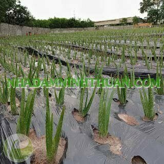 Nha Đam Giống Thái Gói Trên 3000 Cây - Ảnh 15