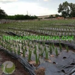 Alternative view of Trồng Nha Đam Thái Quy Mô Từ 1 Hecta Trở Lên