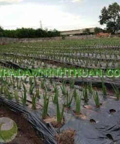 Alternative view of Trồng Nha Đam Thái Quy Mô Từ 1 Hecta Trở Lên