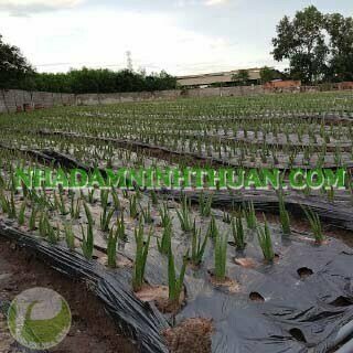 Trồng Nha Đam Thái Quy Mô Từ 1 Hecta Trở Lên - Ảnh 2