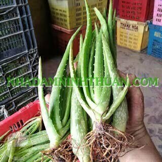 Nha Đam Giống Thái Gói Trên 3000 Cây - Ảnh 3