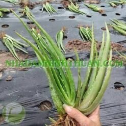 Alternative view of Nha Đam Giống Thái Gói Trên 3000 Cây