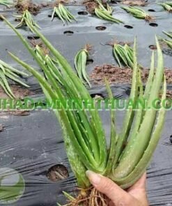 Alternative view of Nha Đam Giống Thái Gói Trên 3000 Cây