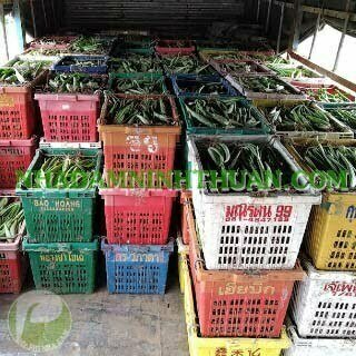 Trồng Nha Đam Thái Quy Mô Từ 1 Hecta Trở Lên - Ảnh 5