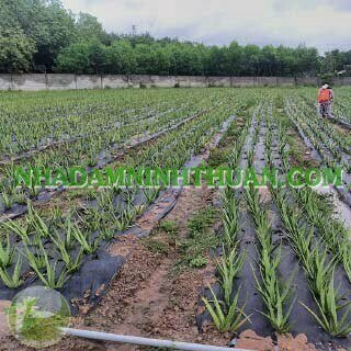 Trồng Nha Đam Thái Quy Mô Từ 1 Hecta Trở Lên - Ảnh 6