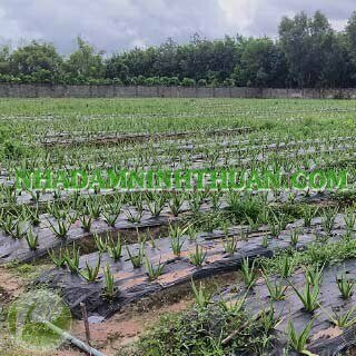 Trồng Nha Đam Thái Quy Mô Từ 1 Hecta Trở Lên - Ảnh 9