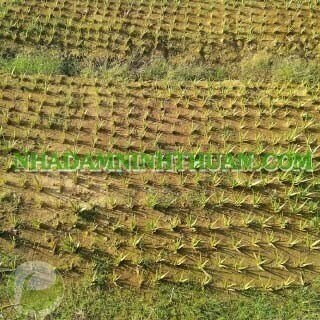 Trồng Nha Đam Thái Quy Mô Từ 1 Hecta Trở Lên - Ảnh 10