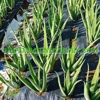 Trồng Nha Đam Thái Quy Mô Từ 1 Hecta Trở Lên - Ảnh 13