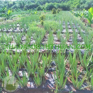 Trồng Nha Đam Thái Quy Mô Từ 1 Hecta Trở Lên - Ảnh 15