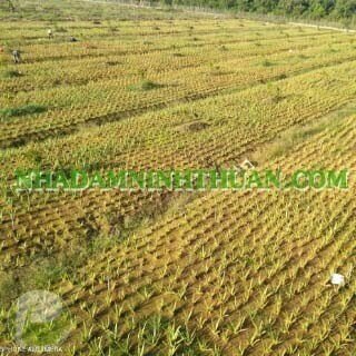 Trồng Nha Đam Thái Quy Mô Từ 1 Hecta Trở Lên - Ảnh 14