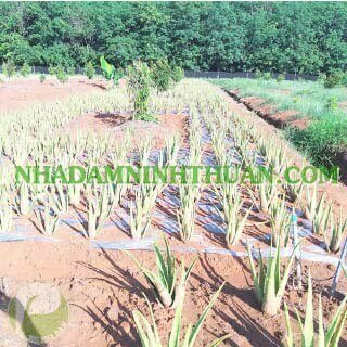 Trồng Cây Nha Đam Thái Quy Mô 2 Đến 4 Sào - Ảnh 4