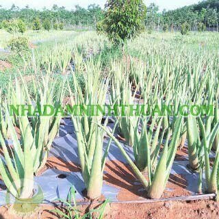 Trồng Nha Đam Thái Quy Mô Từ 1 Hecta Trở Lên - Ảnh 11