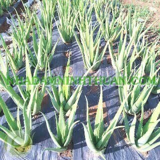 Trồng Nha Đam Thái Quy Mô Từ 1 Hecta Trở Lên - Ảnh 12