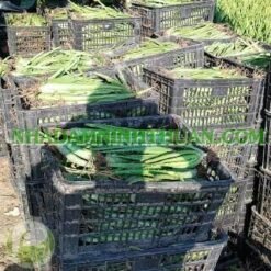 Alternative view of 3000 Cây Nha Đam Giống Thái Aloe Vera