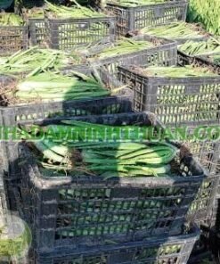 Alternative view of 3000 Cây Nha Đam Giống Thái Aloe Vera