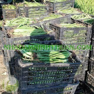 Trồng Nha Đam Thái Quy Mô Từ 1 Hecta Trở Lên - Ảnh 19