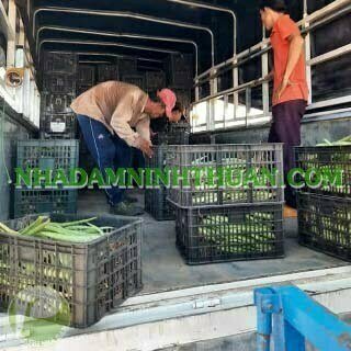 Nha Đam Giống Thái Gói Trên 3000 Cây - Ảnh 6